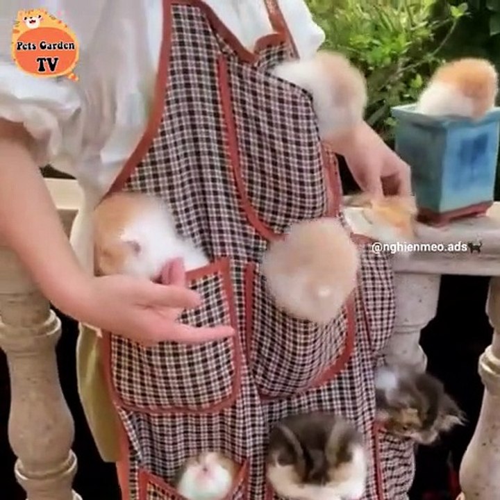 Animal funny - cat's funny