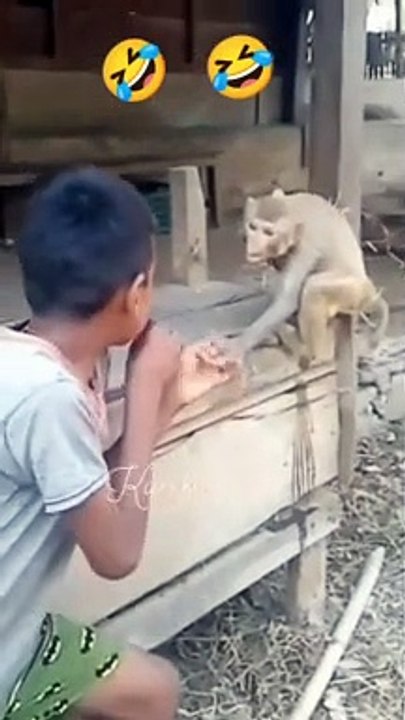 Monkey fighting...