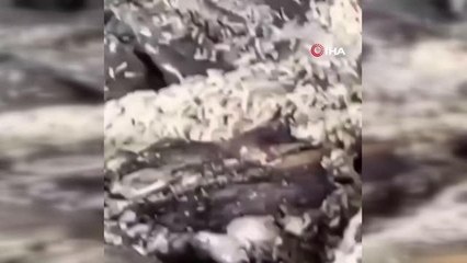 Ankara İl Tarım Müdürlüğü'nden kurtlanan işkembe görüntülerine ilişkin açıklama