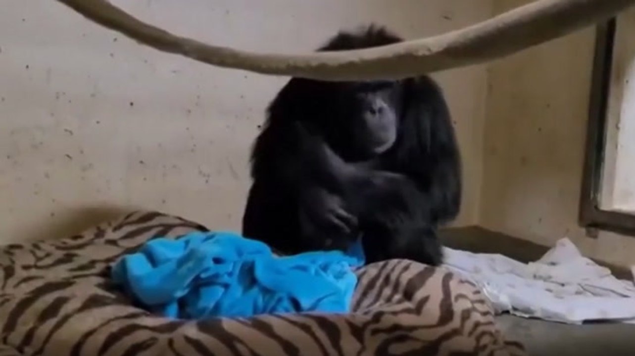 Moment chimpanzee sees her baby for first time after giving birth by