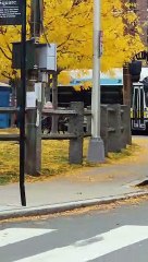 Turkeys Hold Up Traffic