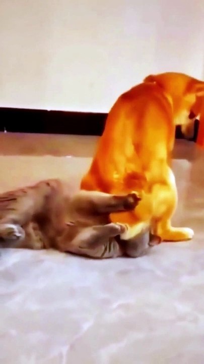 Funny Animal Videos 2022