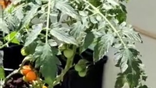 Using hydroponics to grow vegetables at home and growing luscious cherry tomatoes without soil