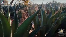 Agaves 2