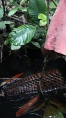 Solo Camping Find Fish Using Fish Traps in the Forest