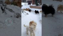 Dog Video | Funny dog videos | Cute animals videos | amrah videos |