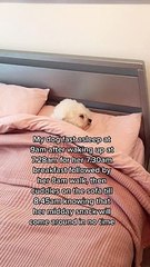 Dog Sleeps in Bed Like a Human