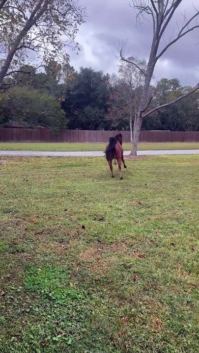 Horse Toots During Take Off
