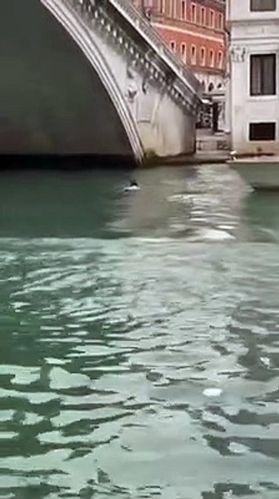 Venezia, "selfie" sulla balaustra: turista cade dal Ponte Rialto. Il video è virale