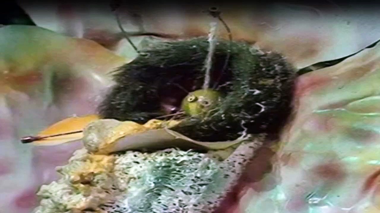 Doctor Who (1963) Staffel 10 Folge 15 HD Deutsch