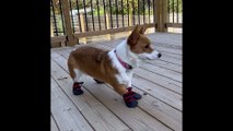 Corgi Pup Tries on Her New Shoes
