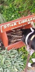 Doggo Picks a Nice Stick From Stick Library on Walk