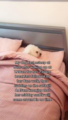 Dog Sleeps in Bed Like a Human