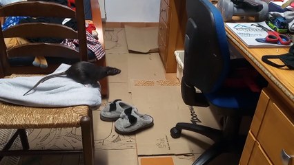 Rat's Jump Can't Quite Reach