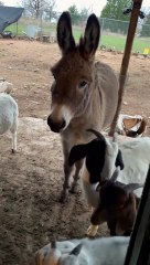Leo the Donkey Knocks on Door for Some Attention