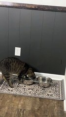 Simba the Cat Drinking From Water Bowl in a Weird Way