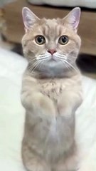 Funny Cat Video #Funny Animal #Funny Video #Cat #Dog