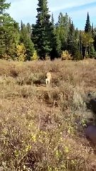 Funny Lion Attack  Funny Animal #Funny Animal #Funny Video #Cat #Dog