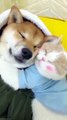 Funny Dog and Cat Living Together #Funny Animal #Funny Video #Cat #Dog