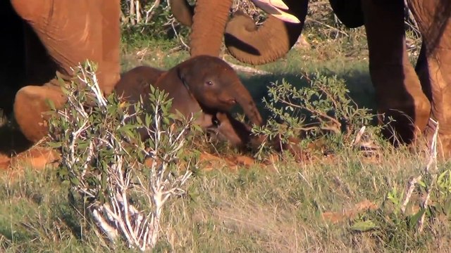 Elephant giving birth in Tsavo East National Park, Kenya.