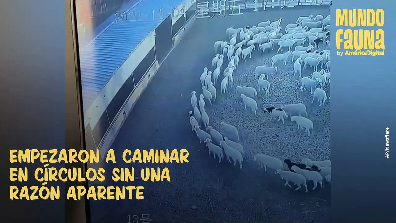 Misterio: rebaño de ovejas caminó en círculos sin parar por más de 10 días y nadie sabe la razón