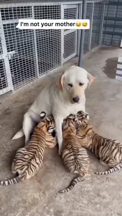 #tiger baby