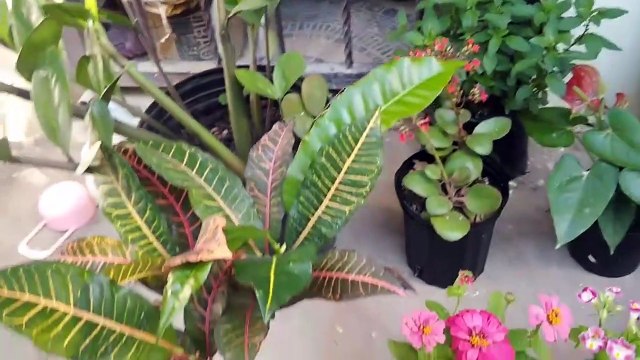 Cualquier planta marchitada, seca o enferma REVIVE con un poco de esto_ tus plantas lo amaran