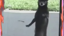 Dog dancing on one and a half