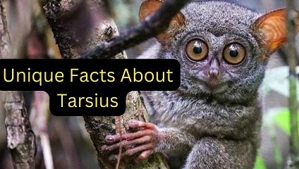 Unique Facts About Tarsius