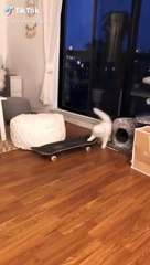 Yeti is learning to skateboard before me