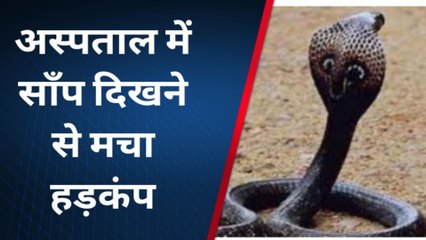 सागरः इलाज कराने आये मरीजों की अटकी जान,जब अस्पताल में निकला जहरीला कोबरा सांप