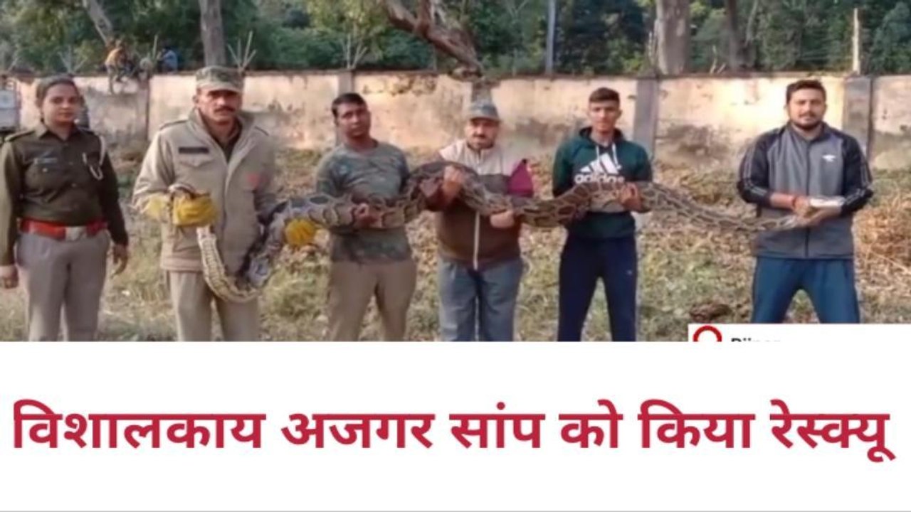 पहली बार इतना बड़ा अजगर देख अधिकारियों के उड़े होश, रेस्क्यू करने में छूटे पसीने