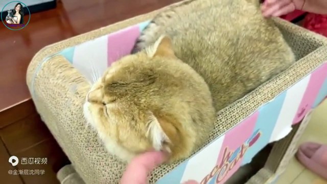 funny animals|funny dog|pets town|try not to laugh|funny animal video 2022 funny animals life