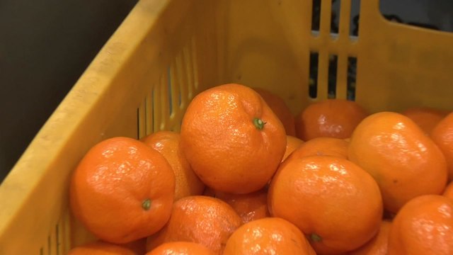 우크라 전쟁 장기화에 감귤 수출 '비상' / YTN