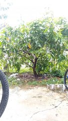 Hujan di kebun jambu