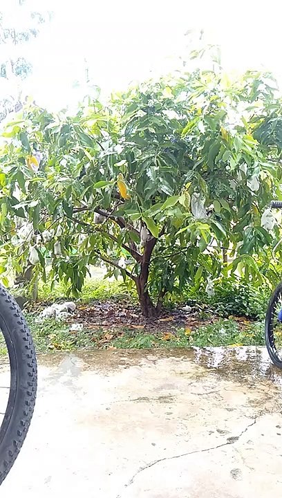 Hujan di kebun jambu
