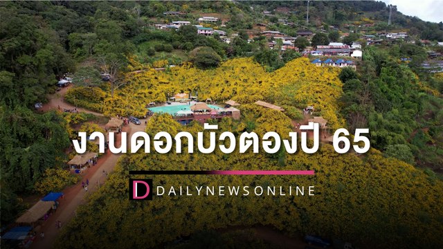 ตระการตางานดอกบัวตองปี 65 ออกดอกสะพรั่งเต็มดอยหัวแม่คำ | HOTSHOT เดลินิวส์ 20/11/65