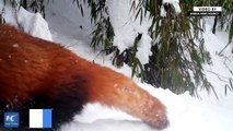 Adorable wild red pandas romp in snow