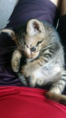 Fun video , my name is TIGER and i so cute