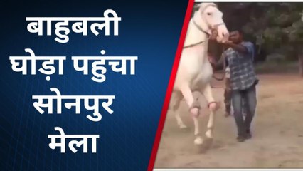 वैशाली:विश्व प्रसिद्ध सोनपुर मेला में पहुंचा राजस्थान से बाहुबली घोड़ा जिसका कीमत 12लाख