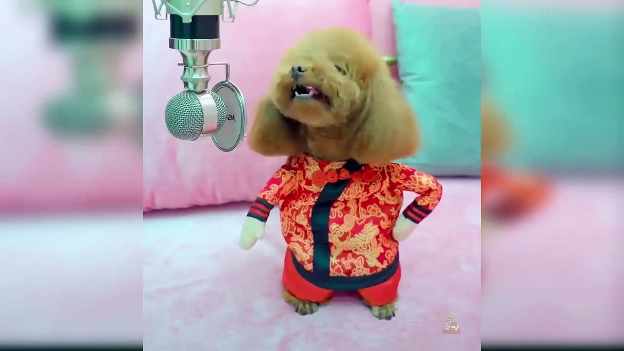 Baby Dogs - Cute and Funny Dog Videos Compilation #14 _ Aww Animals