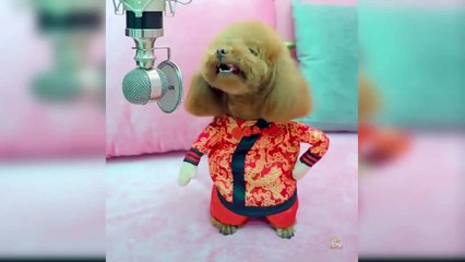 Baby Dogs - Cute and Funny Dog Videos Compilation #14 _ Aww Animals