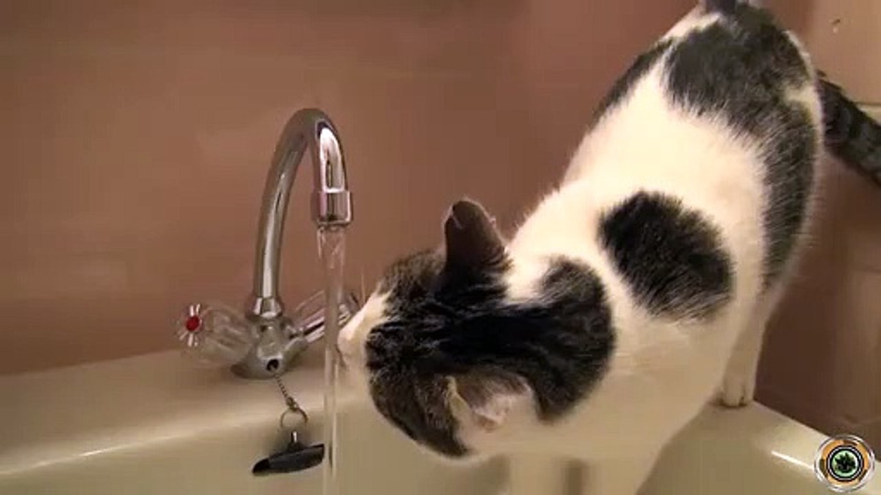 funny cat