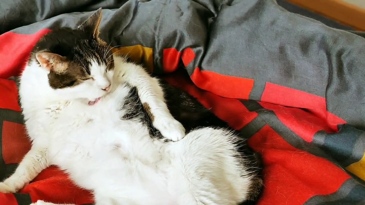 Cute kitten❤