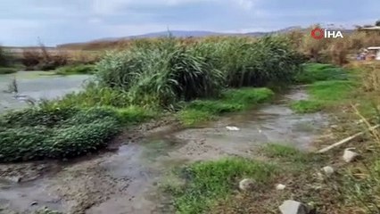 İznik Gölü'nde tehlike çanları