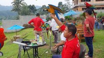 Freefly Blue and Gold macaw di Sentul
