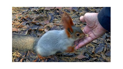 Super cute cats and rabbits