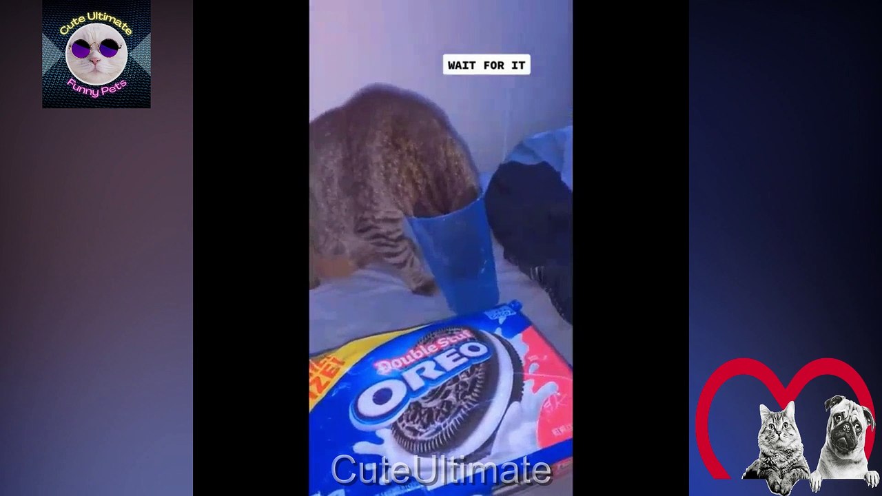 Funny horses  Funny pet videos  Cute and funny cat videos  PART 21