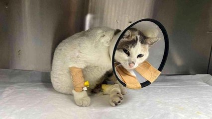 Otomobilin çarptığı kedinin parmakları kırıldı