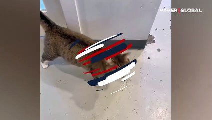 Dünyanın en uzun miyavlamasına sahip olan kedinin sesi böyle kaydedildi